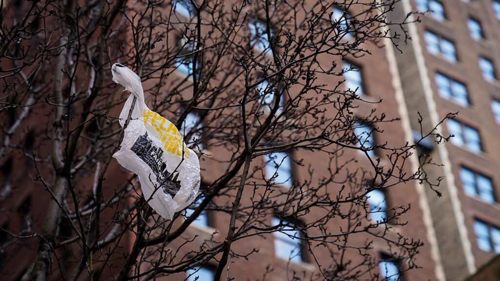 Plastic bag hanging from tree branches in neighborhood 